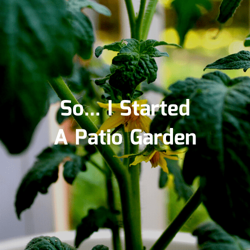 So… I started a patio garden